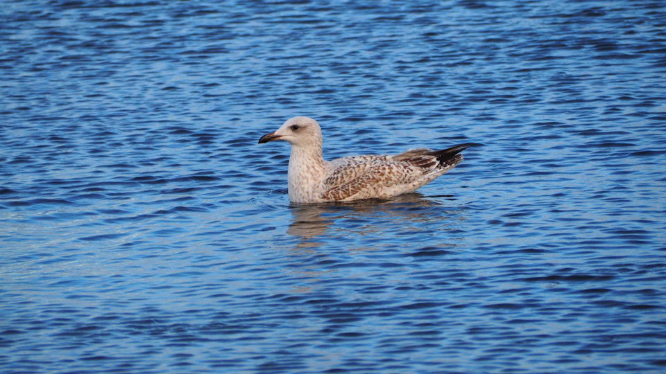 In a tranquil blue lake, a single seagull is captured mid-flight, its wings spread wide and body angled downwards towards the water's surface. The bird's white chest contrasts with its brown wings, creating a striking visual effect against the backdrop of the deep blue lake.