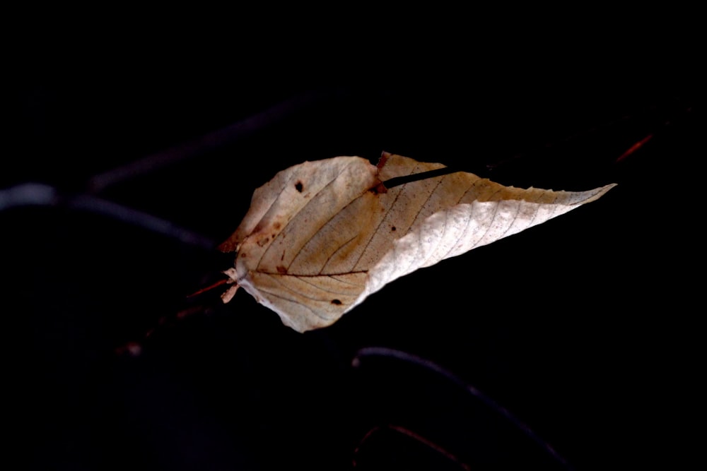 a leaf that is on a branch in the dark