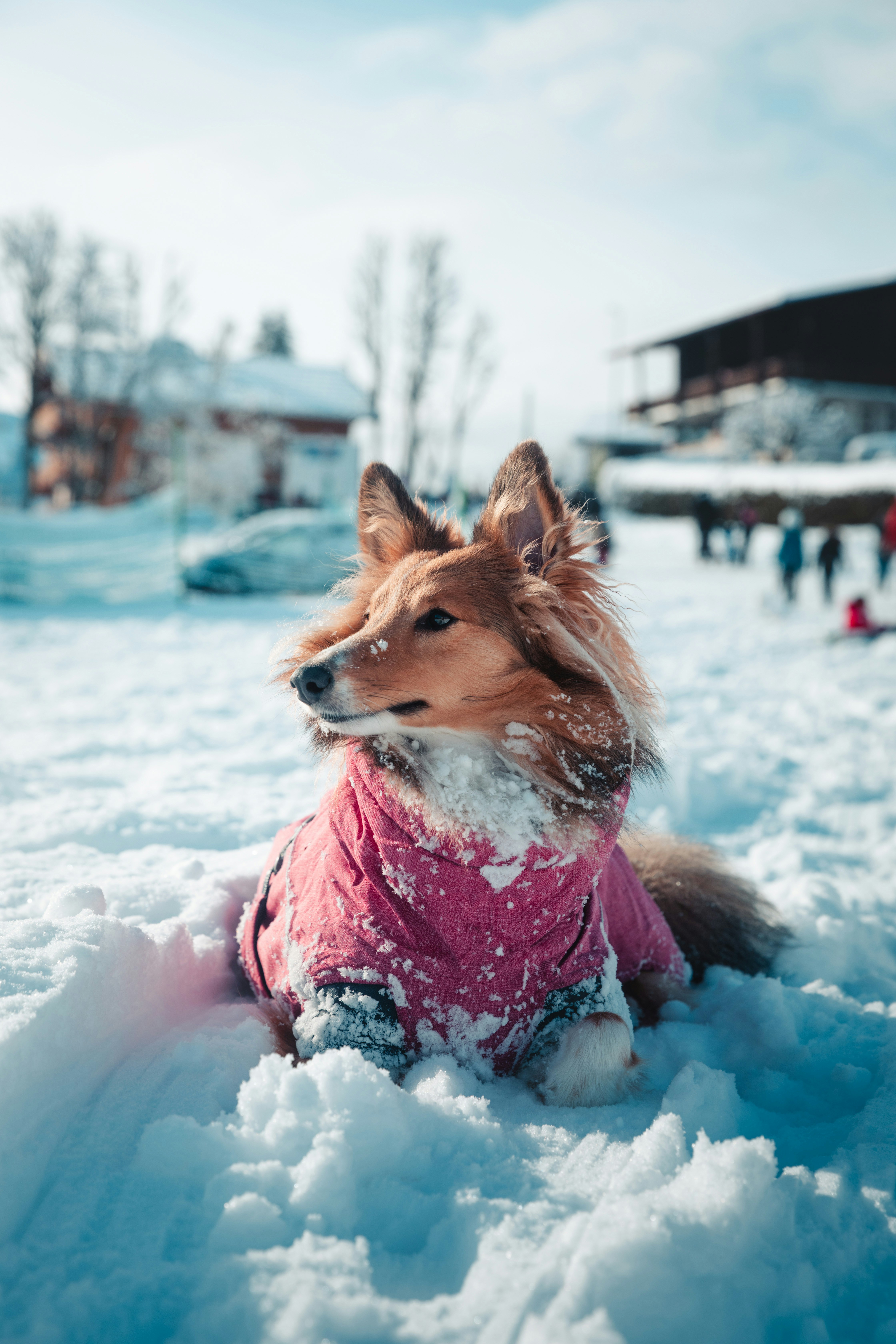 ein Hund, der im Schnee sitzt und ein rosa Hemd trägt