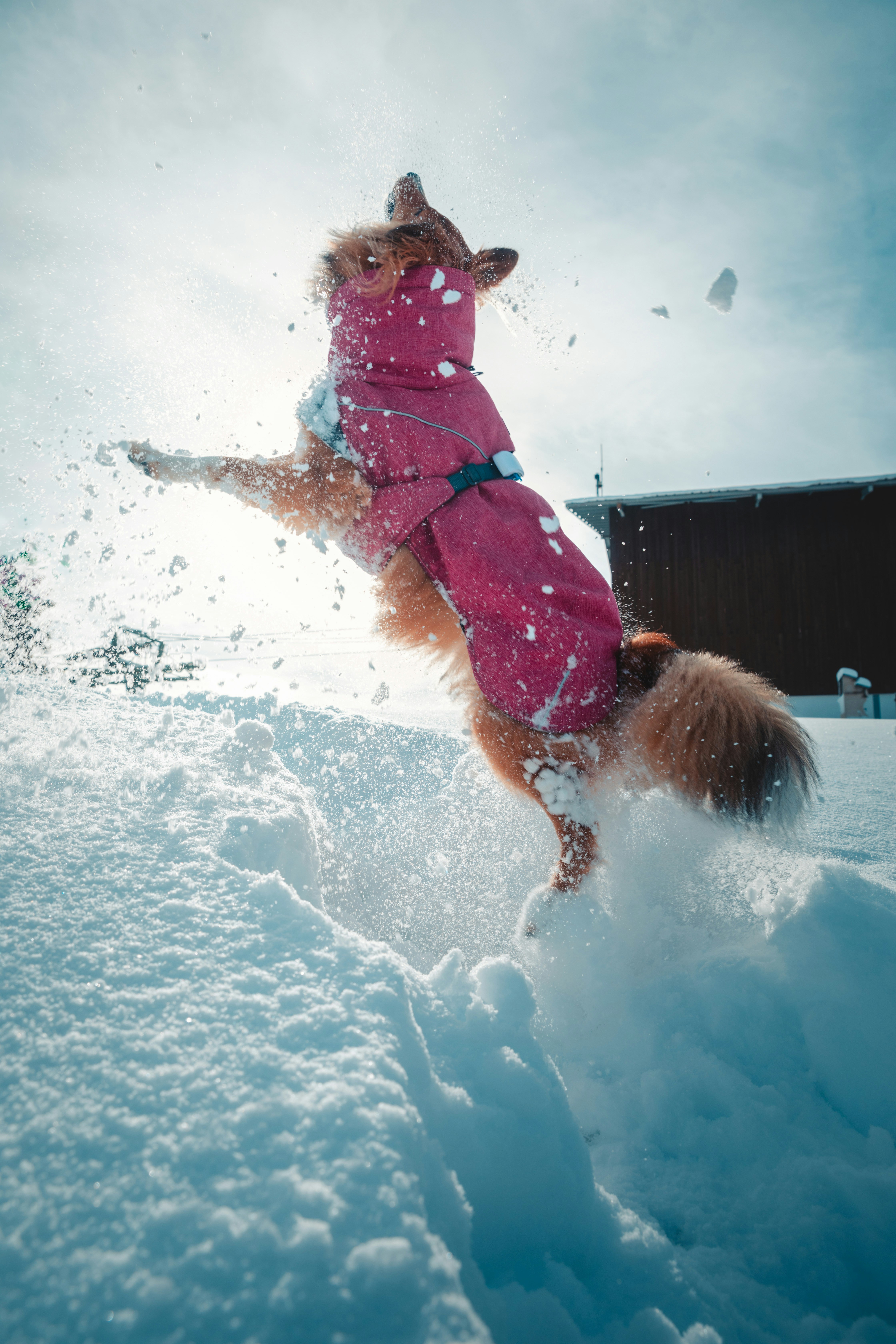 a dog in a pink coat playing in the snow