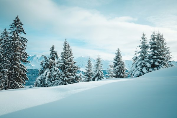 Snow-laden firs — Megève, France