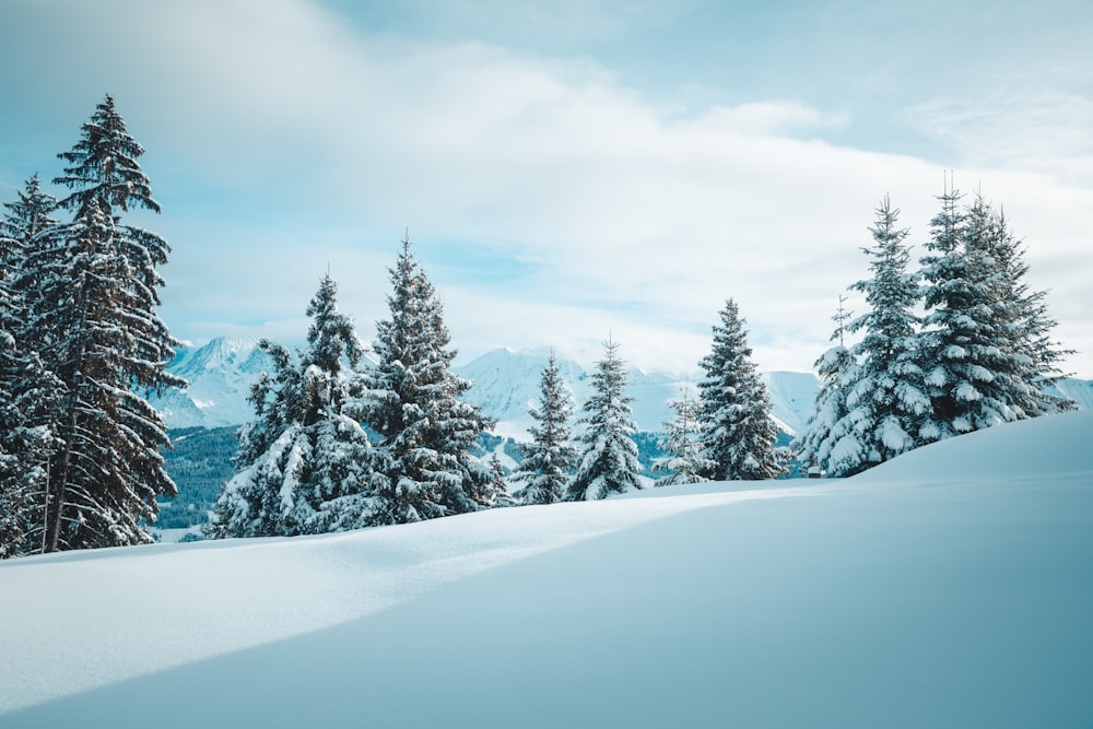 a snowy landscape with trees and mountains in the background