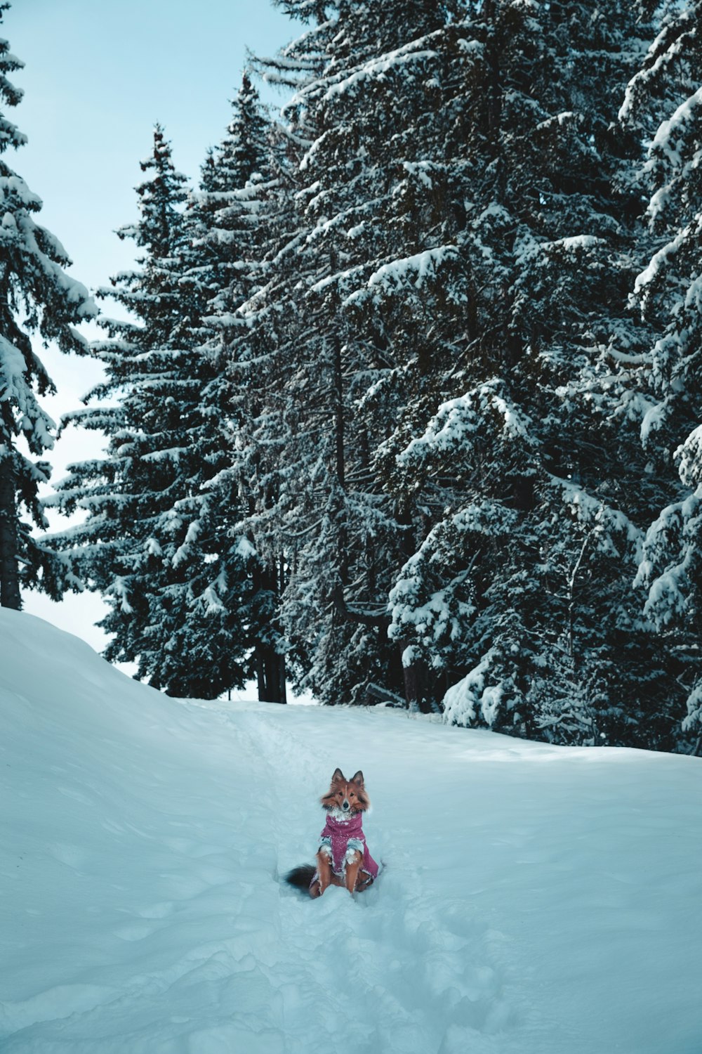 a dog that is laying down in the snow