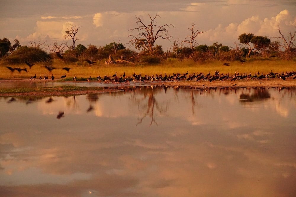 a flock of birds standing on the shore of a lake