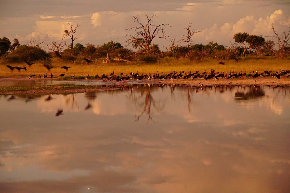 una bandada de pájaros parados en la orilla de un lago