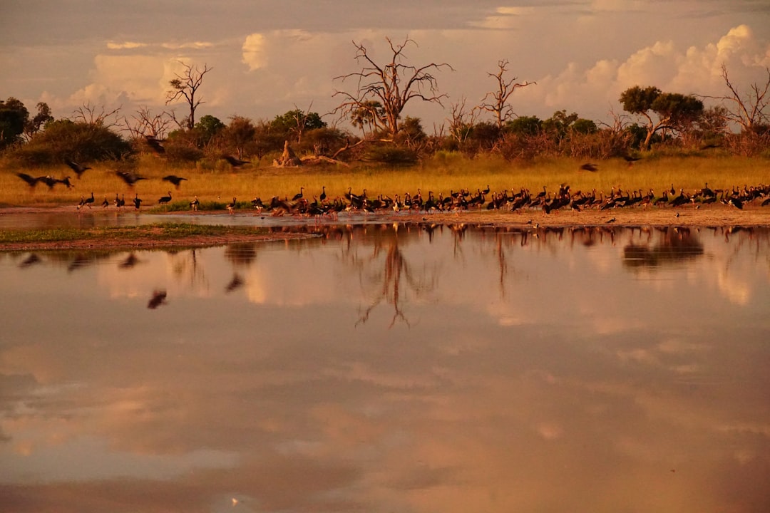 a flock of birds standing on the shore of a lake, Beautiful colours of sunset