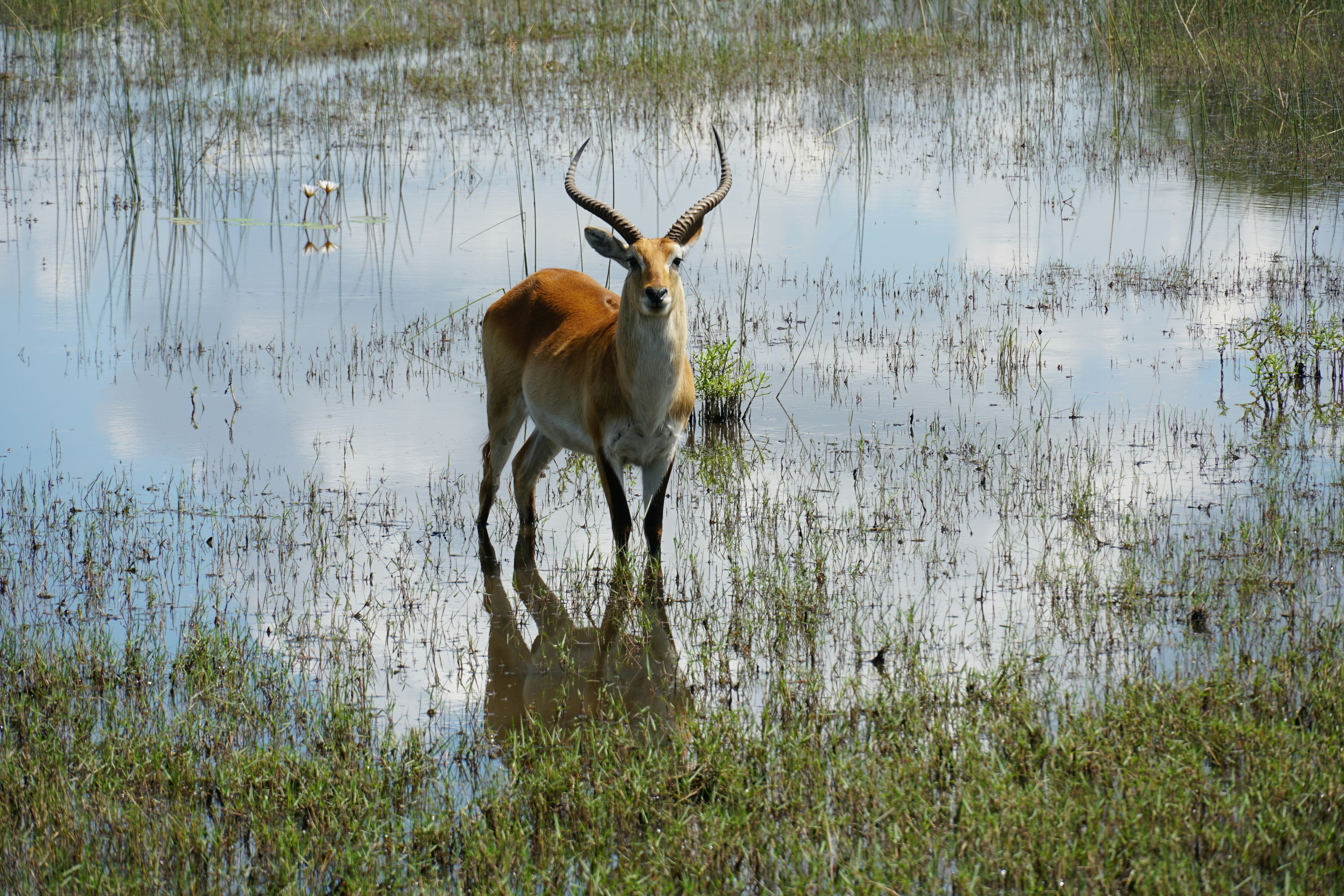 Wildlife in the Okavango Delta