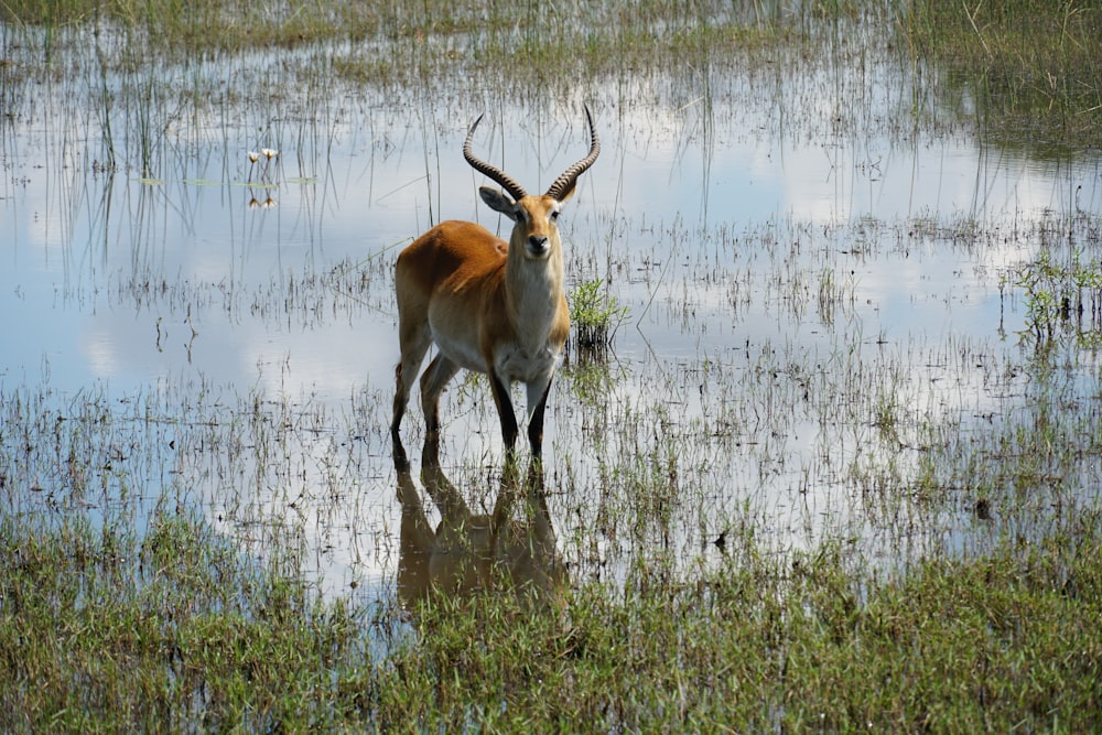 an antelope standing in a swampy area of water