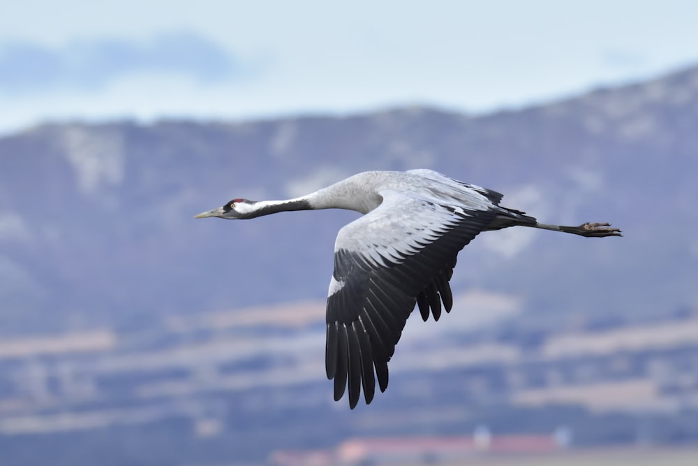 a large bird is flying in the sky