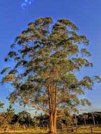 a large tree in the middle of a field