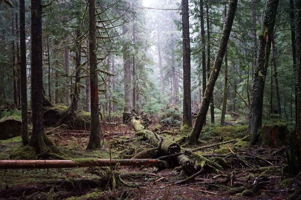 a forest filled with lots of tall trees