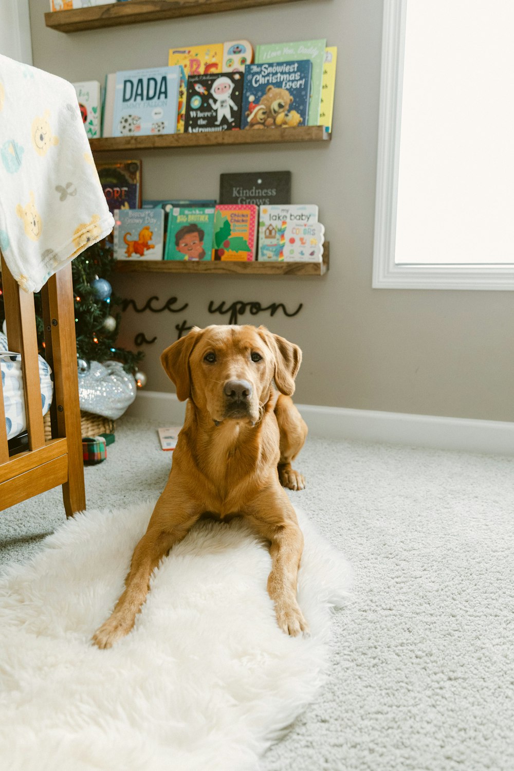 a brown dog laying on top of a white rug