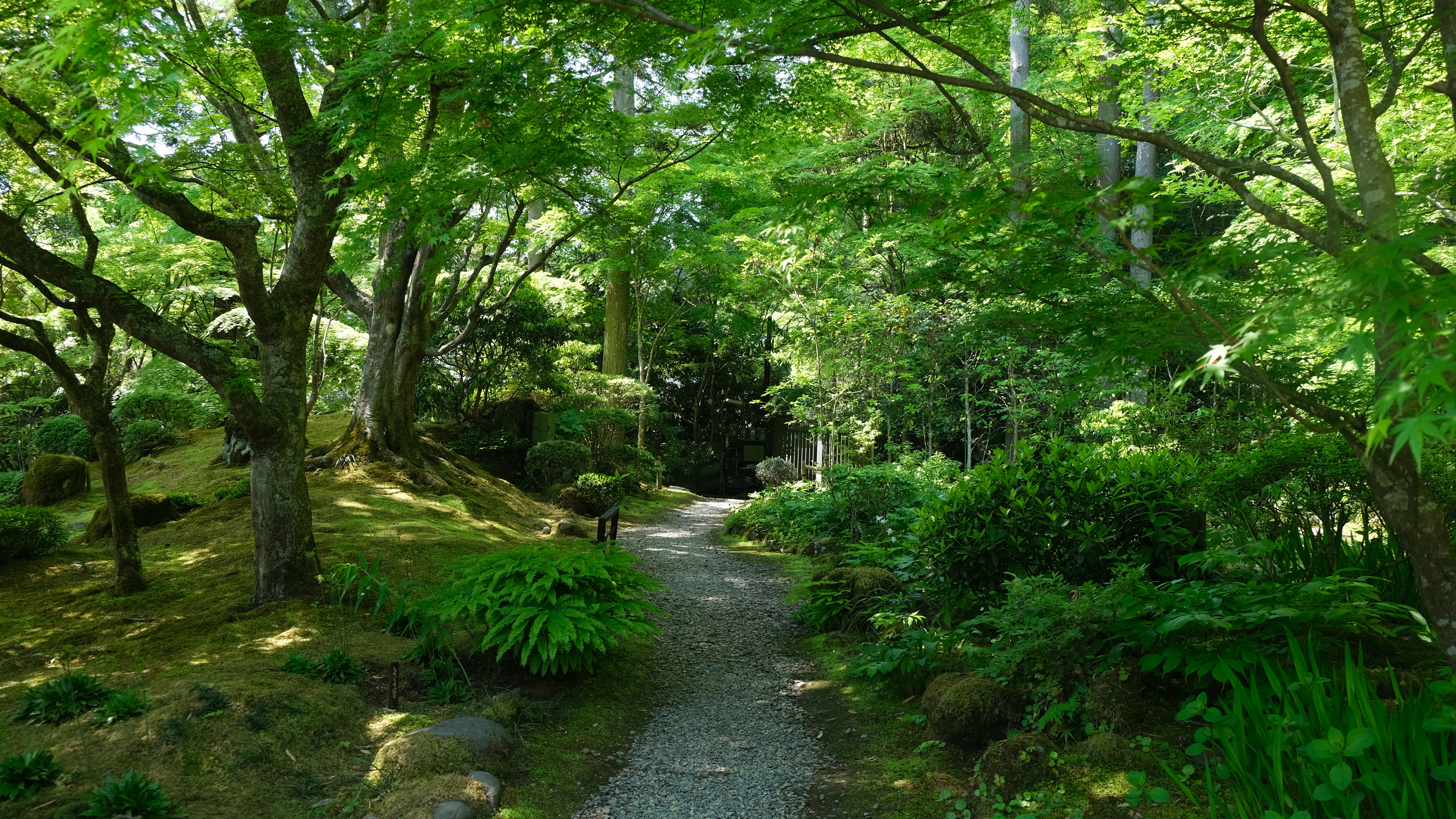Japanese forest bathing mindfulness