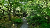 a path in the middle of a lush green forest