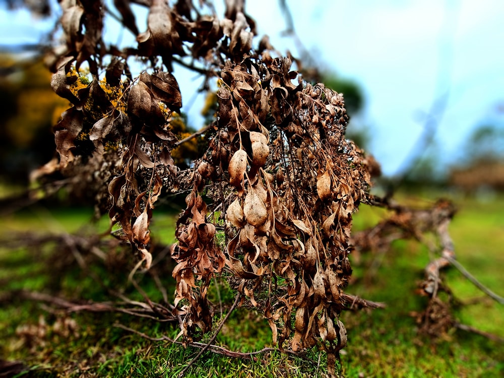 a close up of a bunch of dead plants