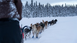 Anchorage, AK - Dog sledding, the Northern Lights, Mt Denali, and Glaciers