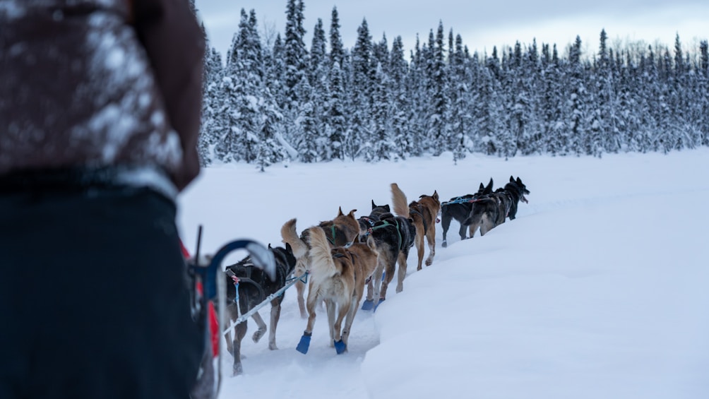 Anchorage, AK - Dog sledding, the Northern Lights, Mt Denali, and Glaciers