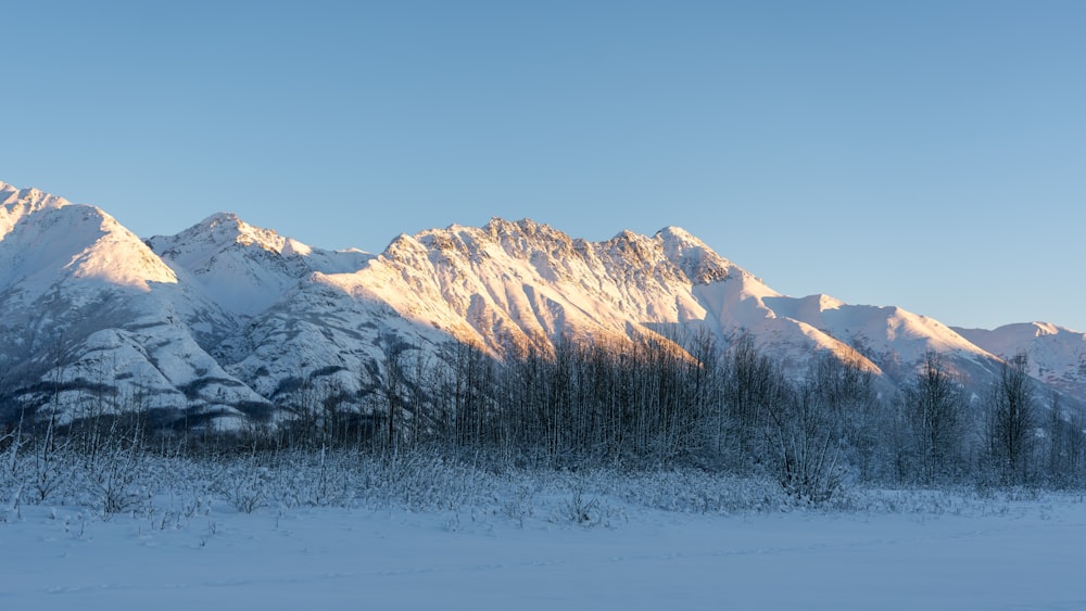 a snow covered mountain range with trees in the foreground