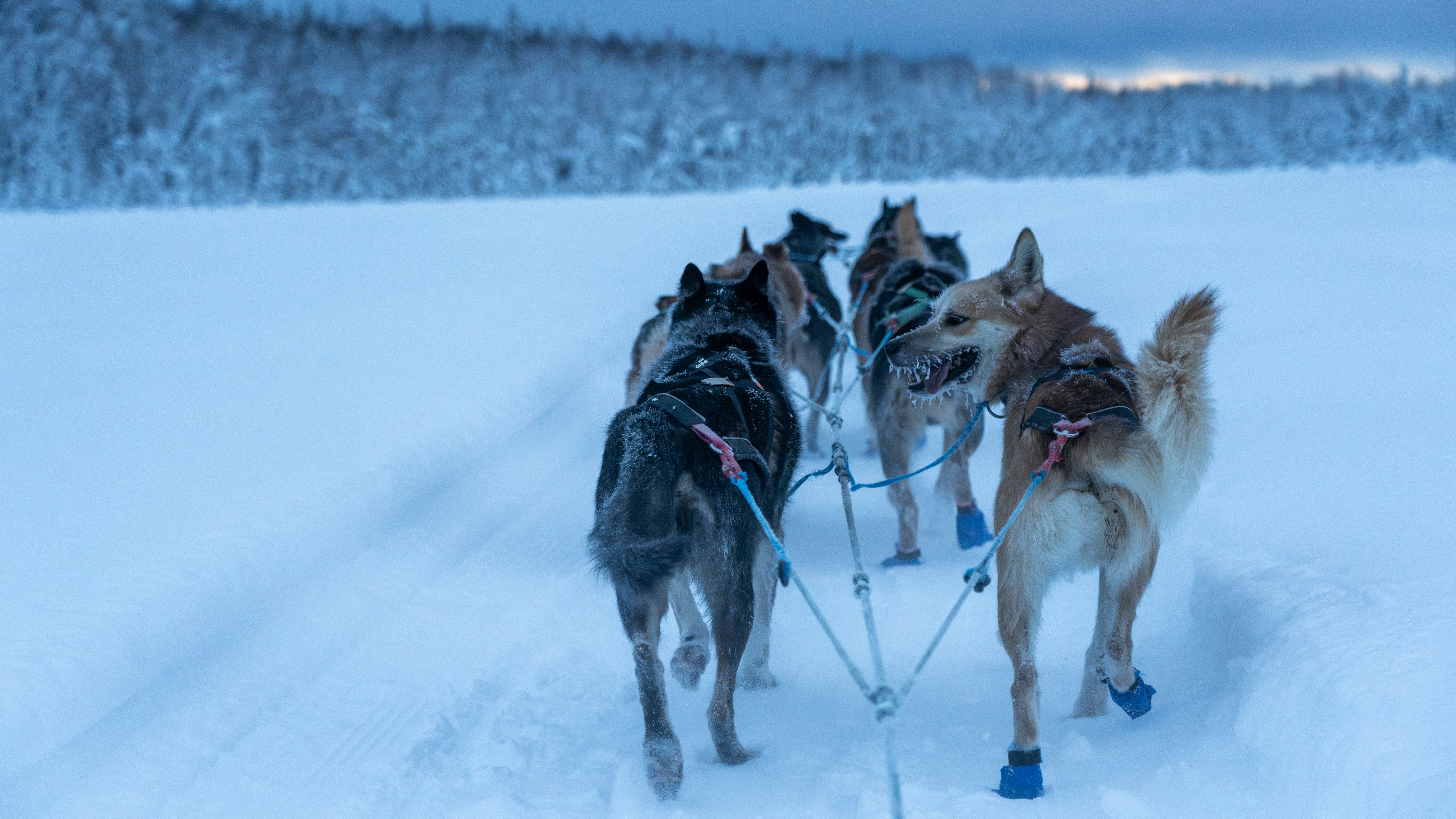 Alaska dog sledding