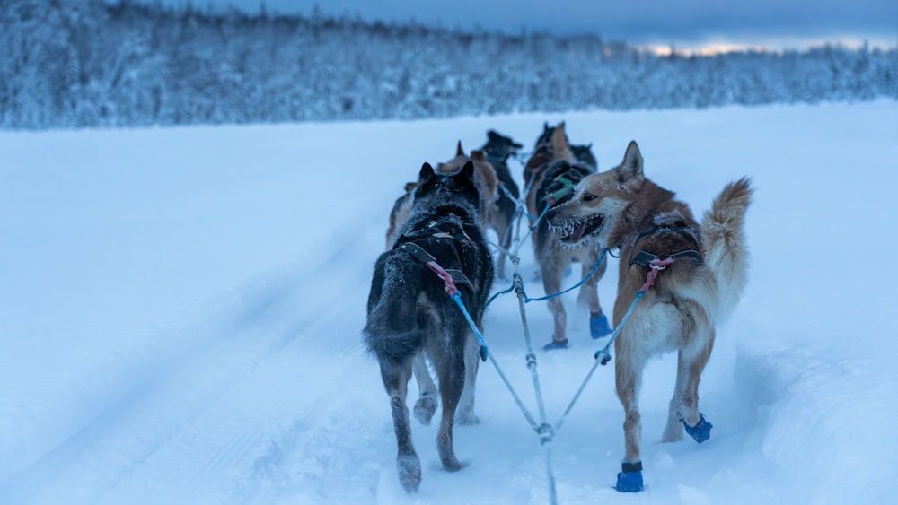 a group of dogs pulling a sled across a snow covered field