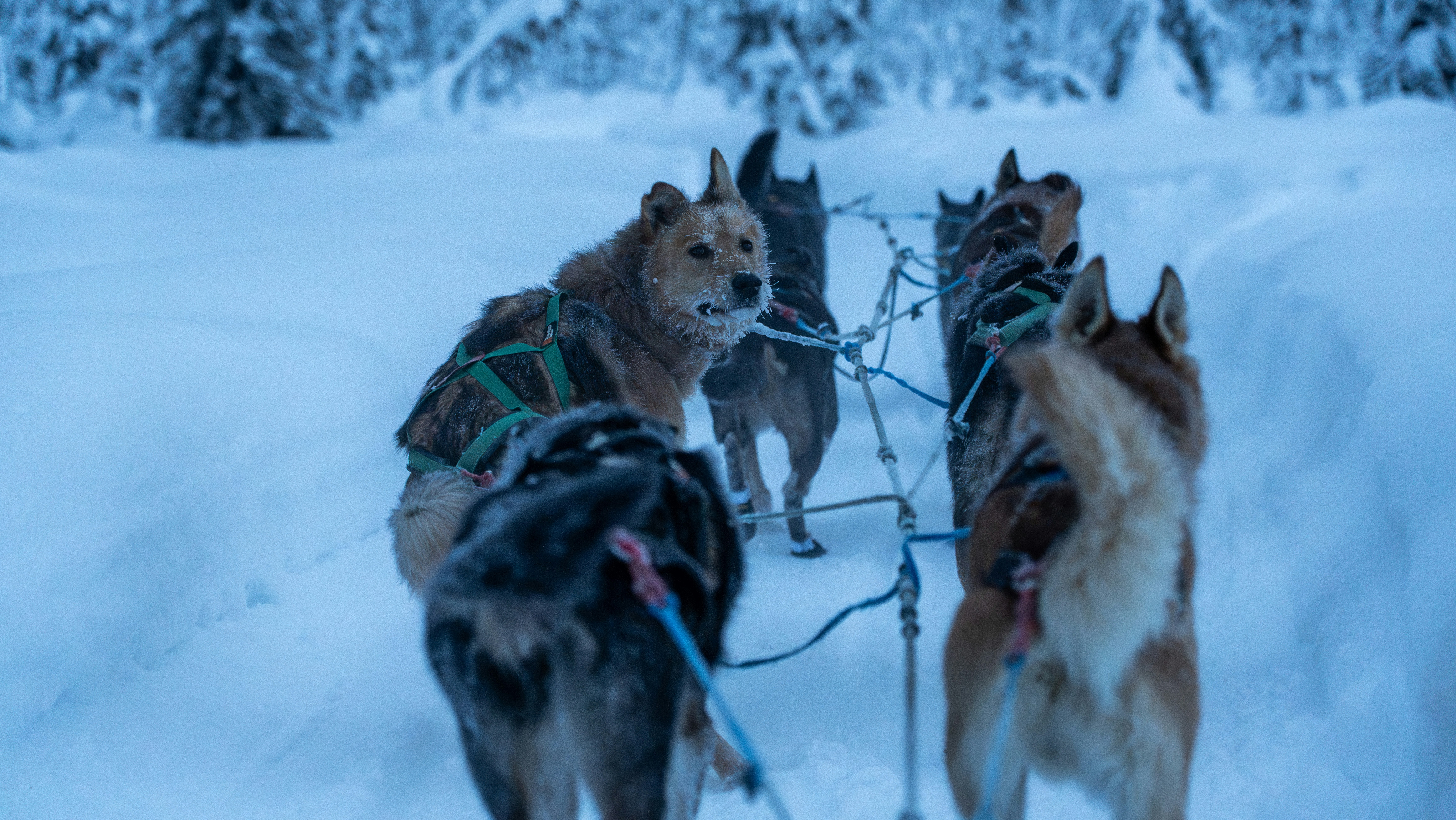 a group of dogs pulling a sled through the snow, Dog sledding in Anchorage, AK.