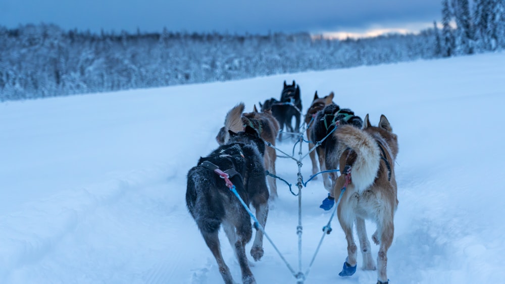 a group of dogs pulling a sled across a snow covered field