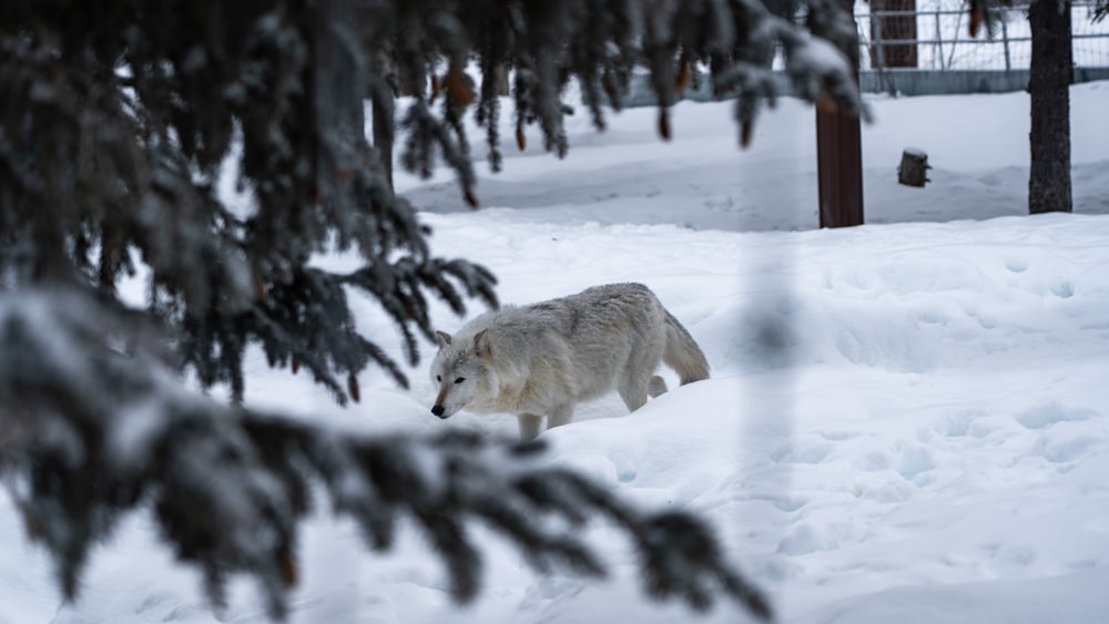 a white wolf walking through a snow covered forest