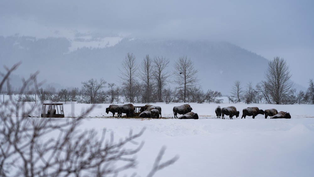 a herd of animals standing on top of a snow covered field