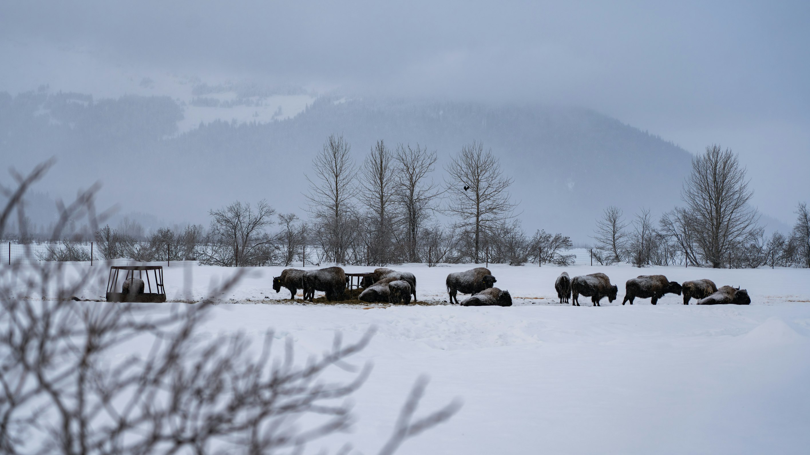 Wood Bison Reintroduction