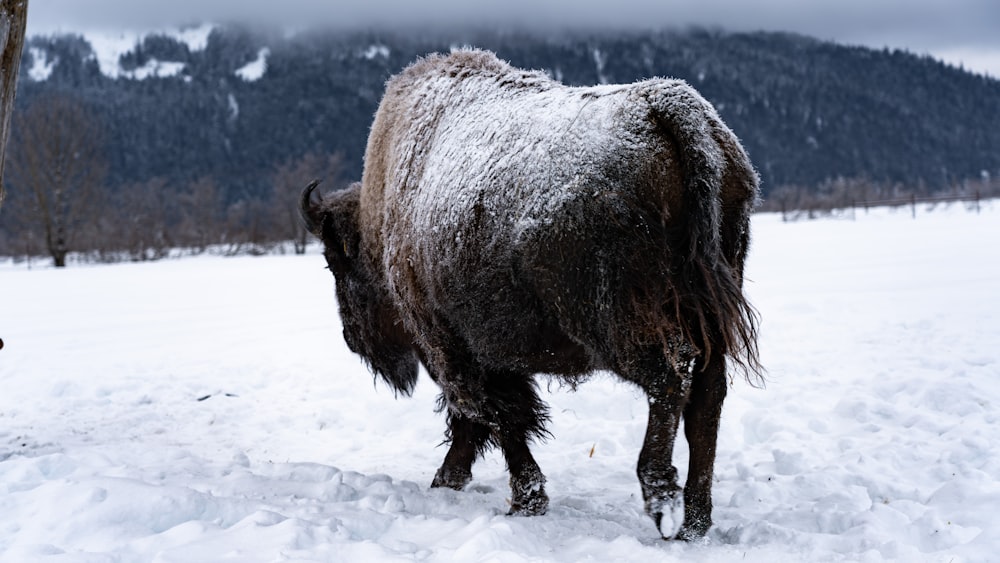 a yak standing in the snow in front of a mountain