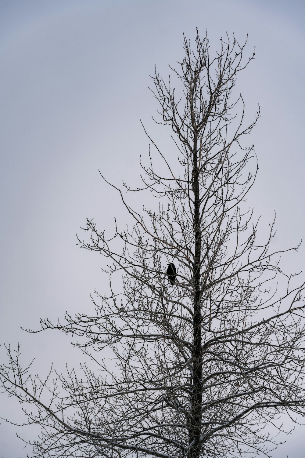 Ein schwarzer Vogel sitzt auf einem kahlen Baum