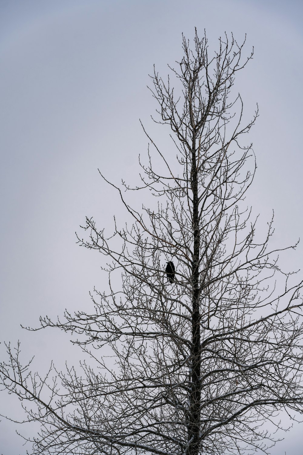 裸の木の上に座っている黒い鳥