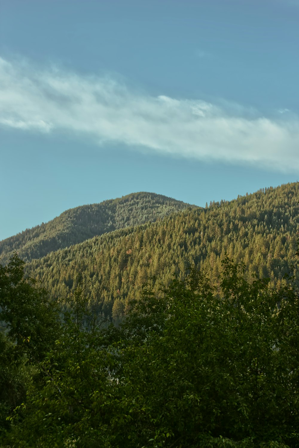 a view of a mountain with trees in the foreground