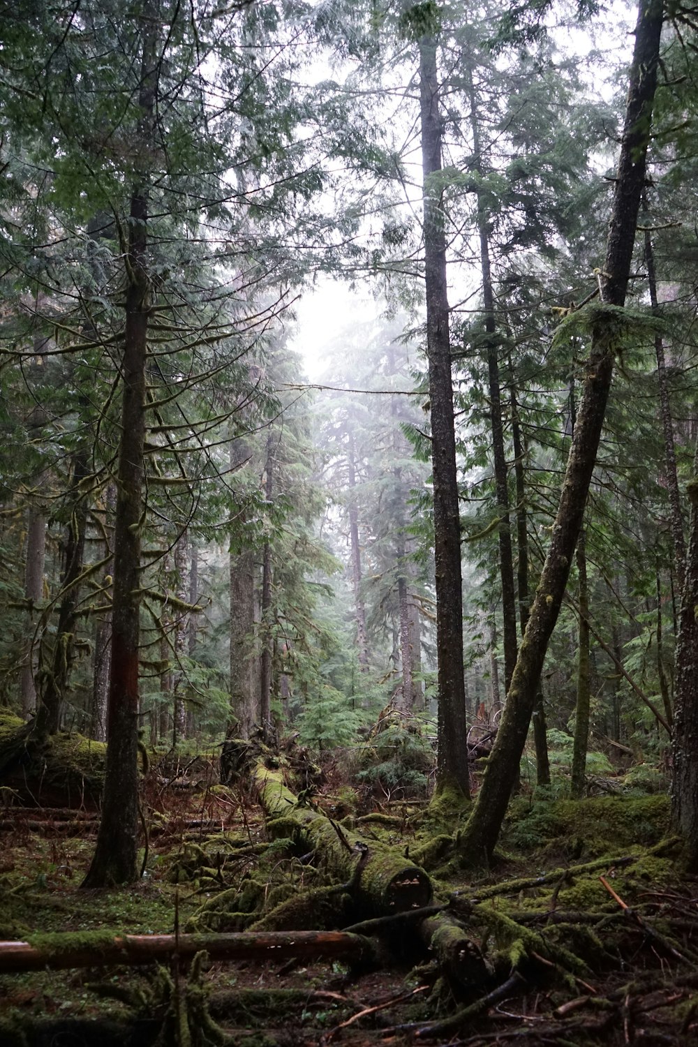 a forest filled with lots of tall trees