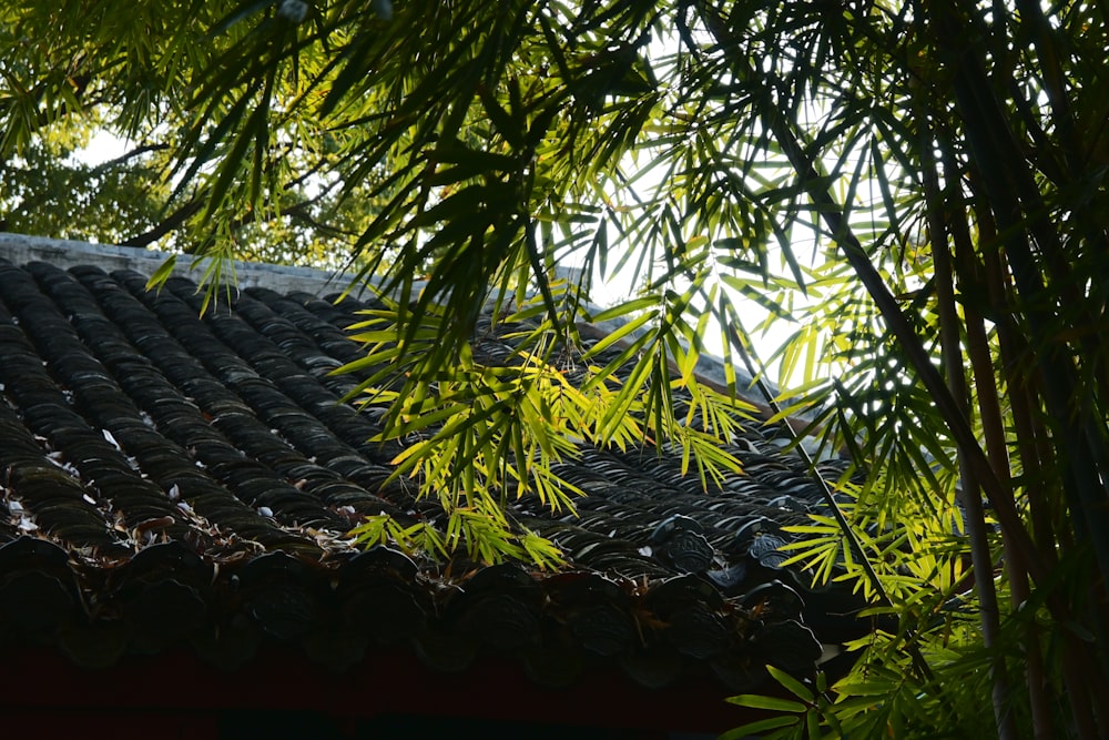 the roof of a building with a tree in the foreground