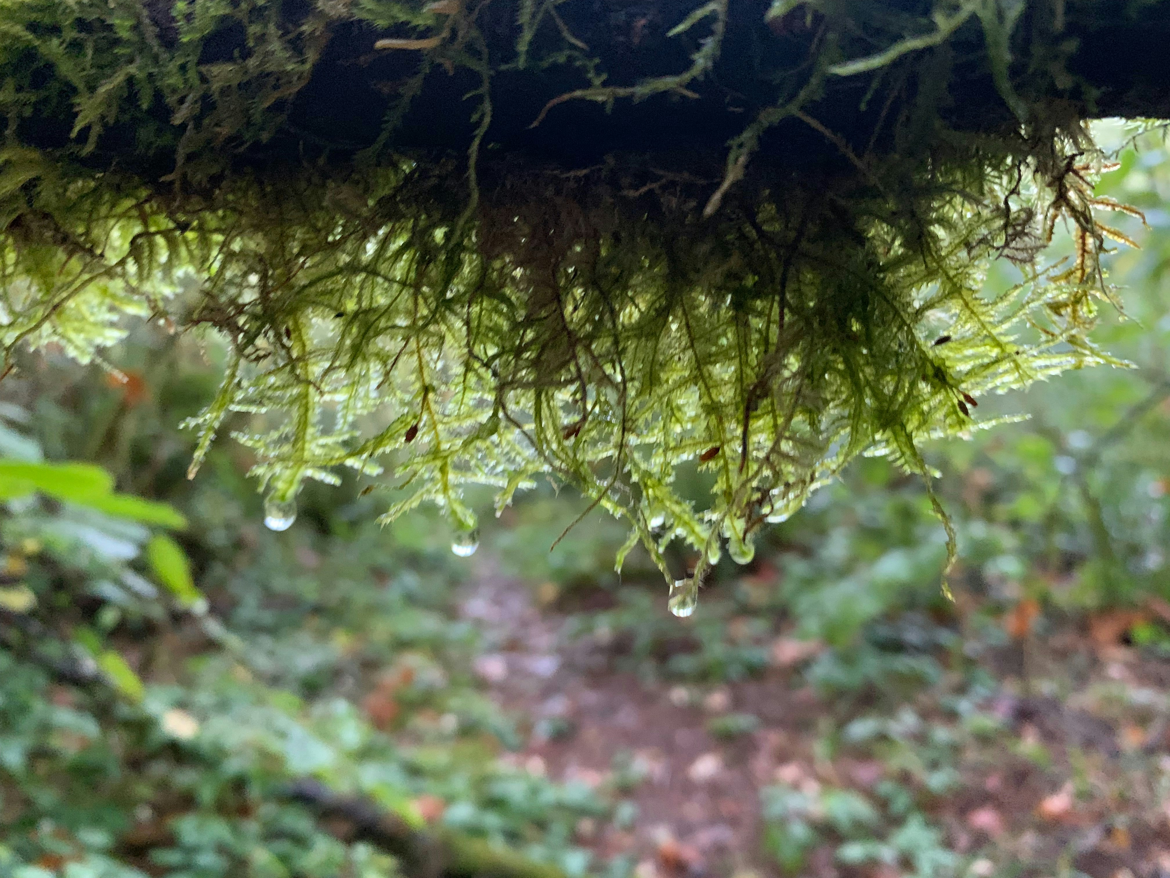 Water droplets cling to fresh green moss on a branch.
