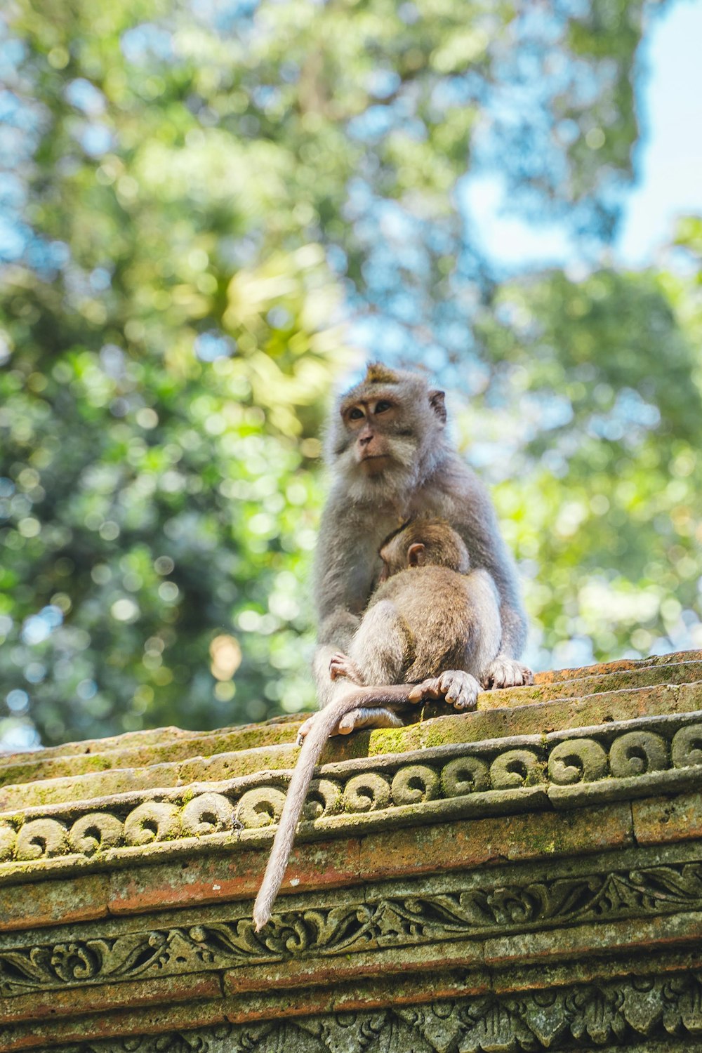 a monkey sitting on top of a building next to another monkey