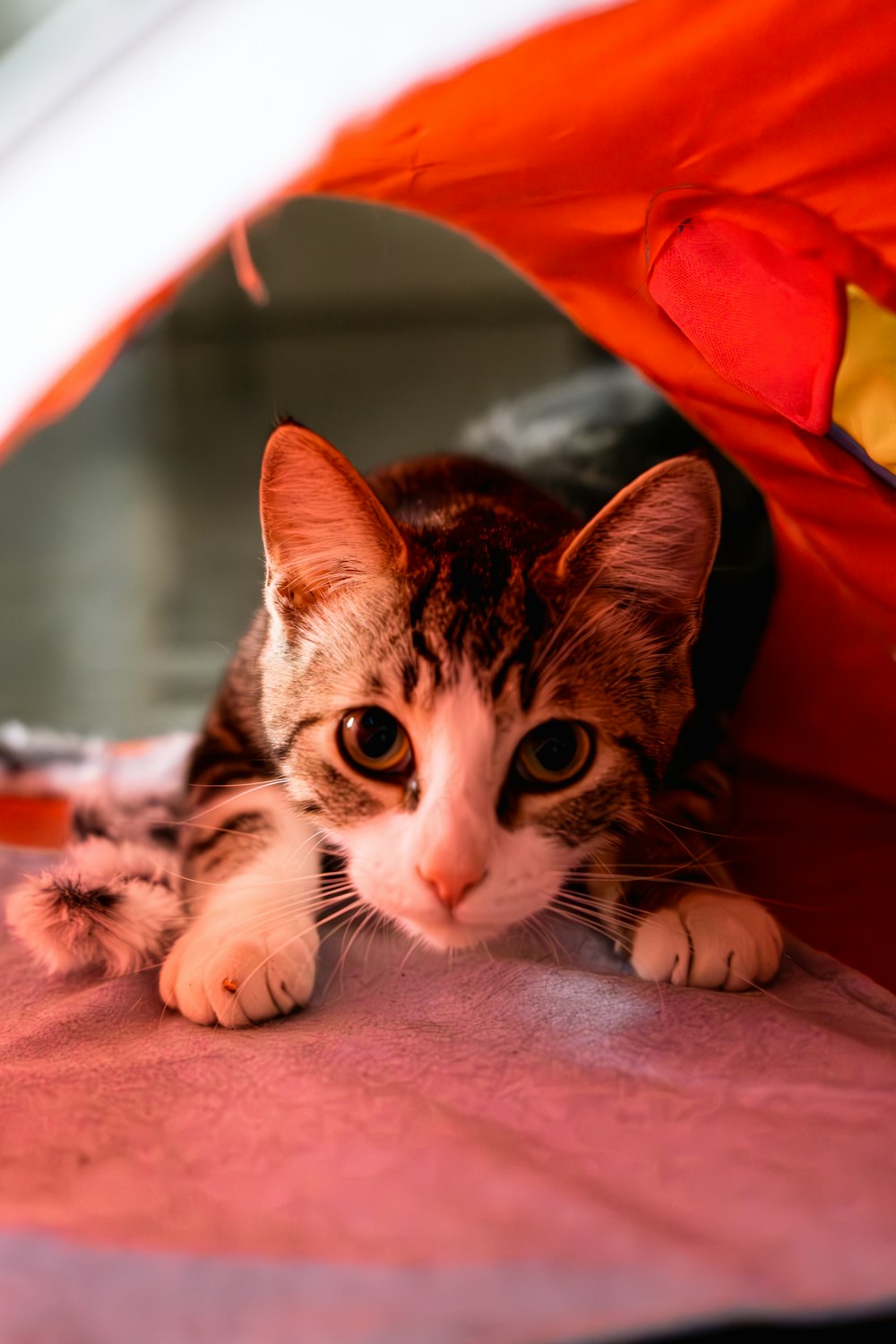 Un gato acostado encima de una cama debajo de una tienda de campaña
