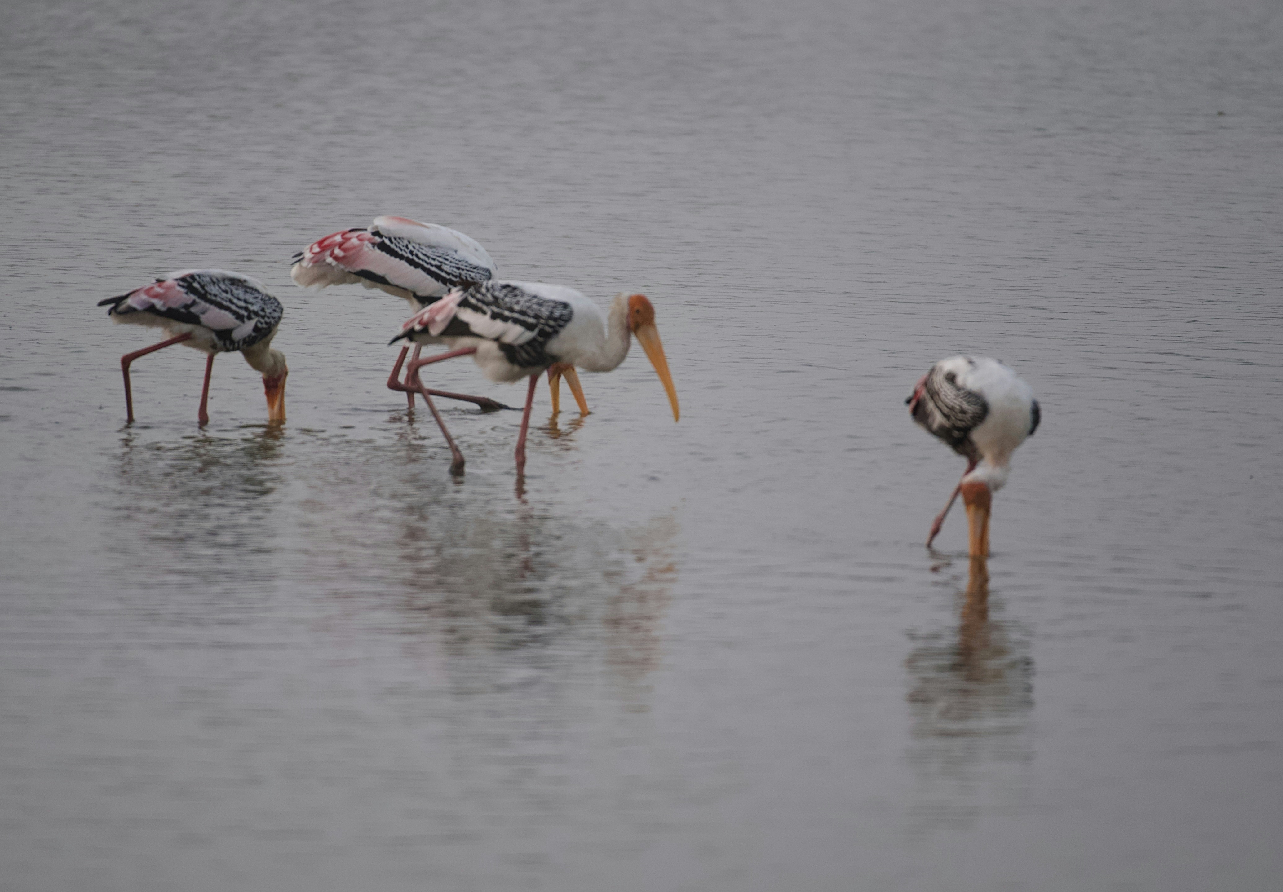 水面の上に立つ鳥の群れ