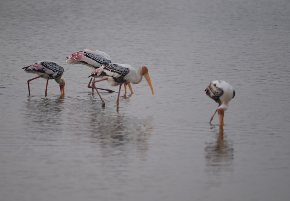 a group of birds standing on top of a body of water