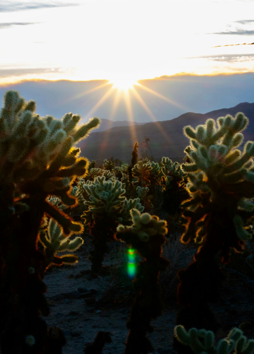 el sol se está poniendo sobre un campo de cactus