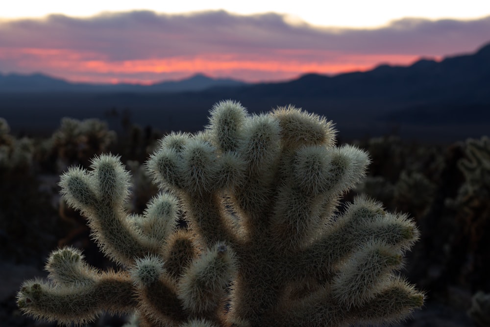 a cactus in the foreground with mountains in the background