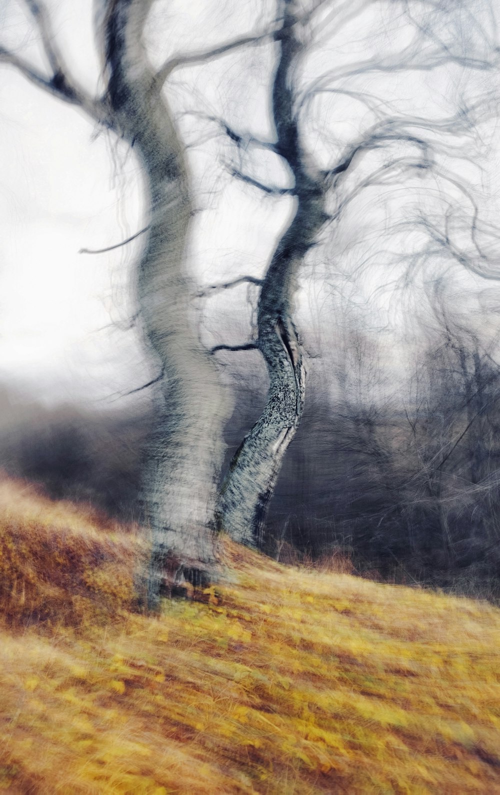 a tree that is standing in the grass