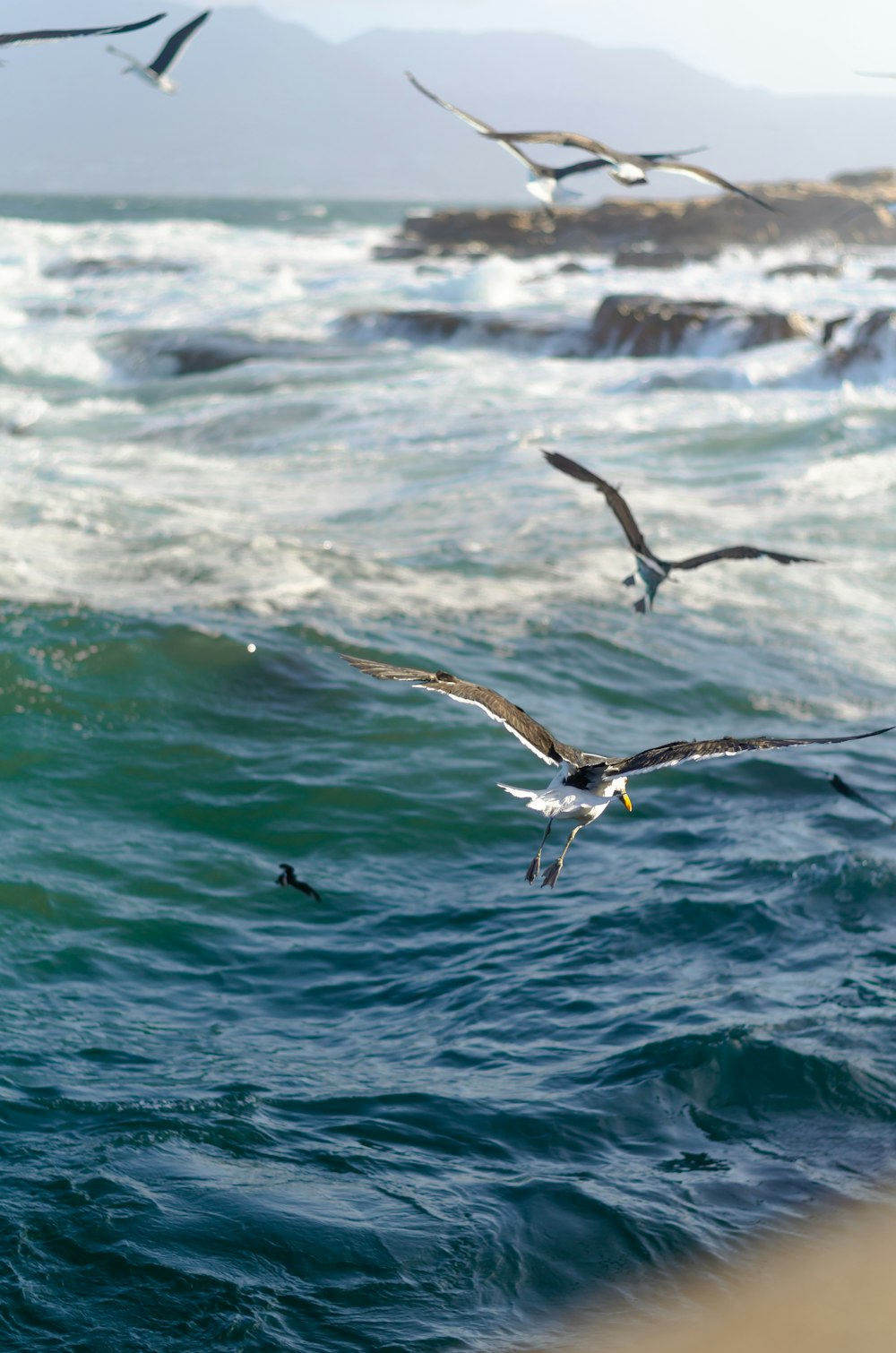 a flock of seagulls flying over the ocean