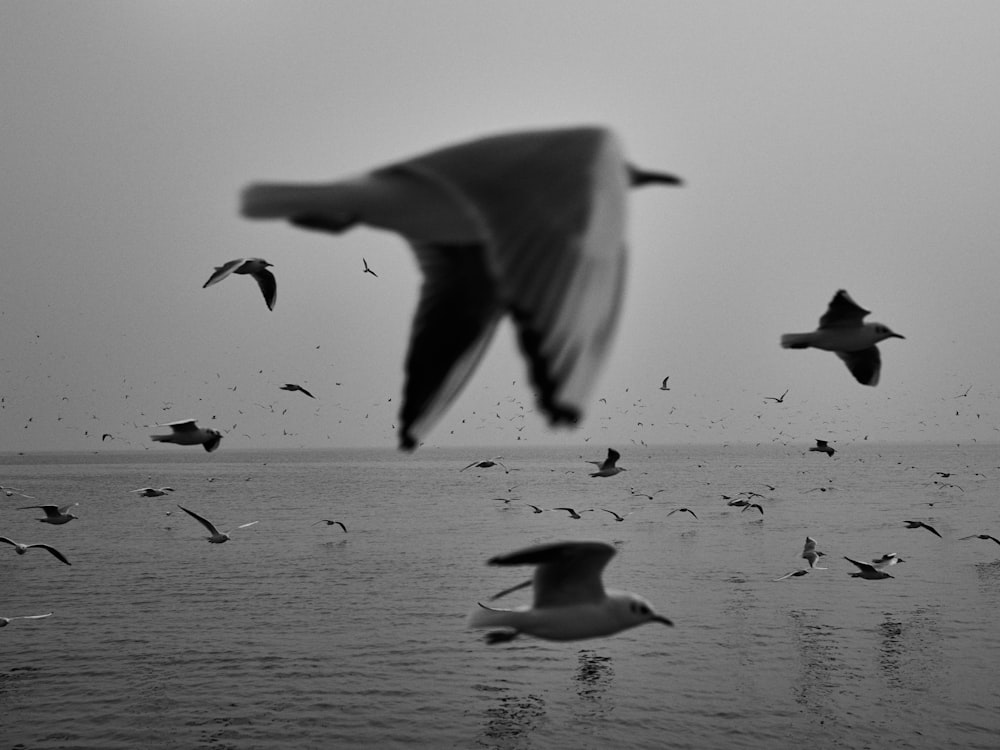 a flock of birds flying over a body of water