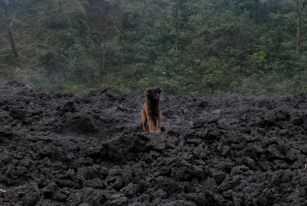 a dog standing on top of a pile of rocks