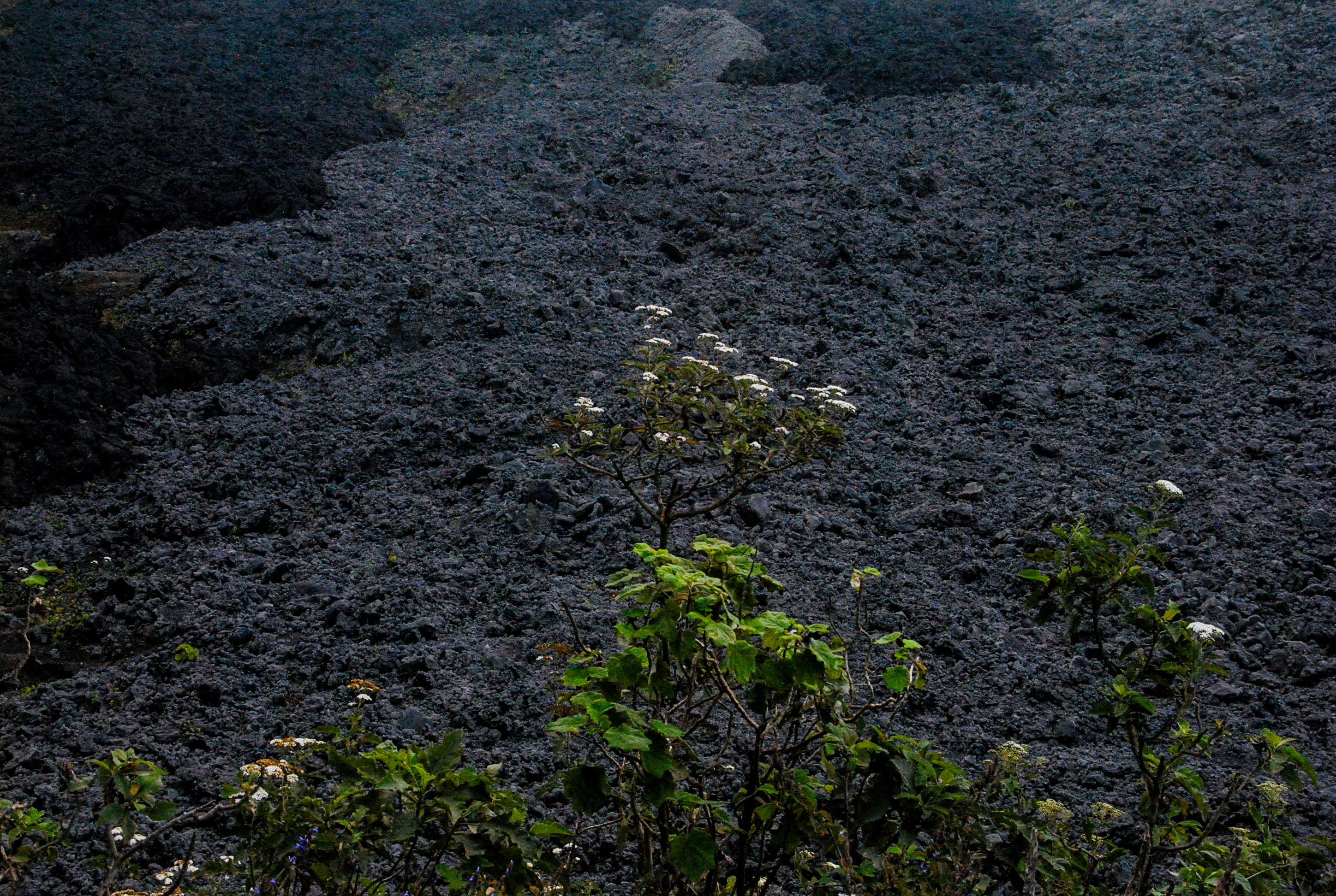 Microclimates: Pockets of Hope Amid Hardship (image credits: unsplash)