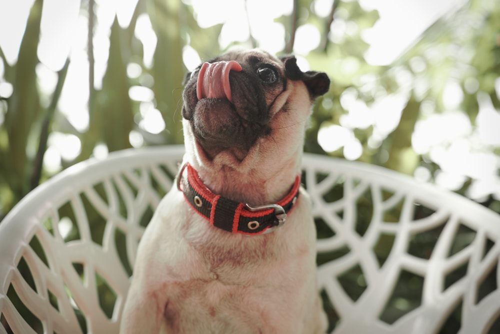 a small dog sitting in a white chair