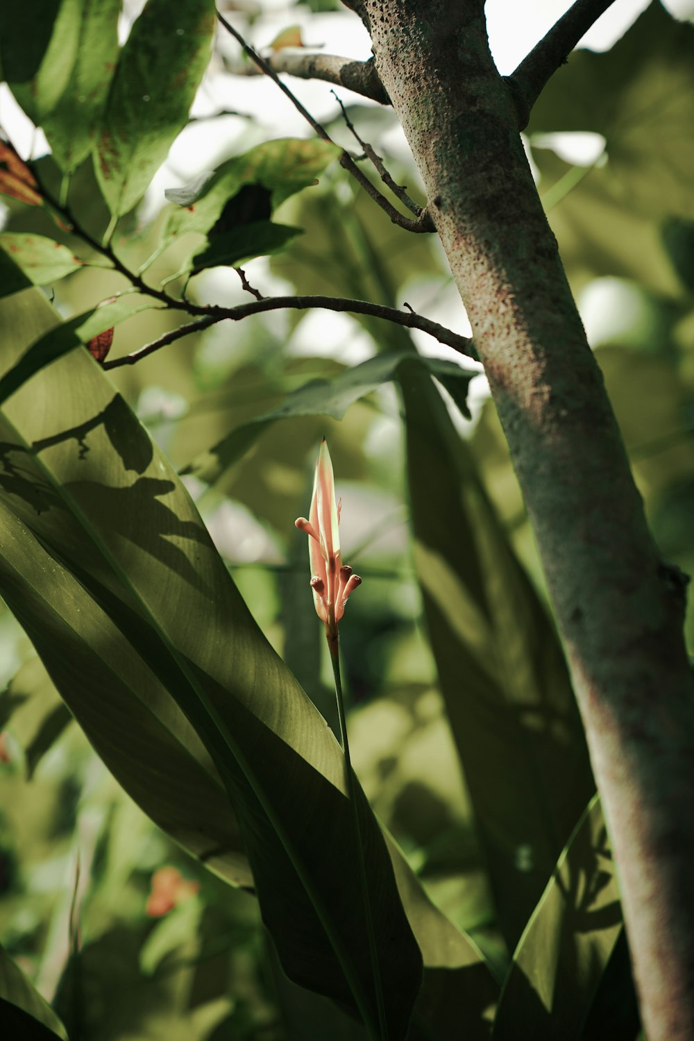 a flower that is sitting on a tree branch