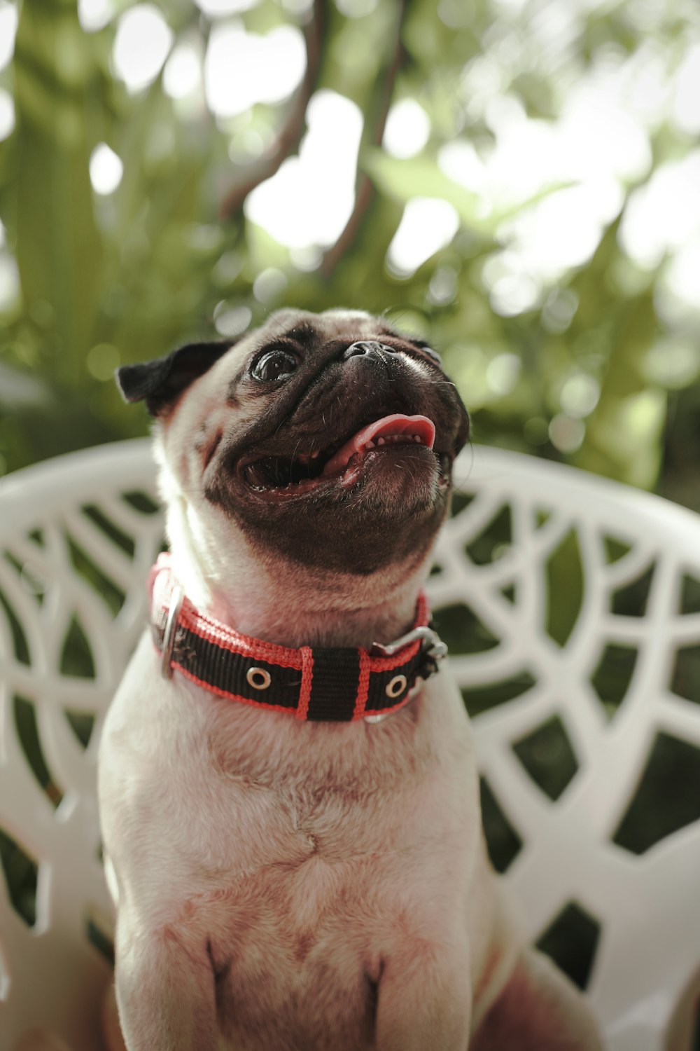 a small pug dog sitting on a white chair